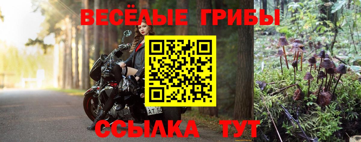Псилоцибиновые грибы Psilocybe Минусинск